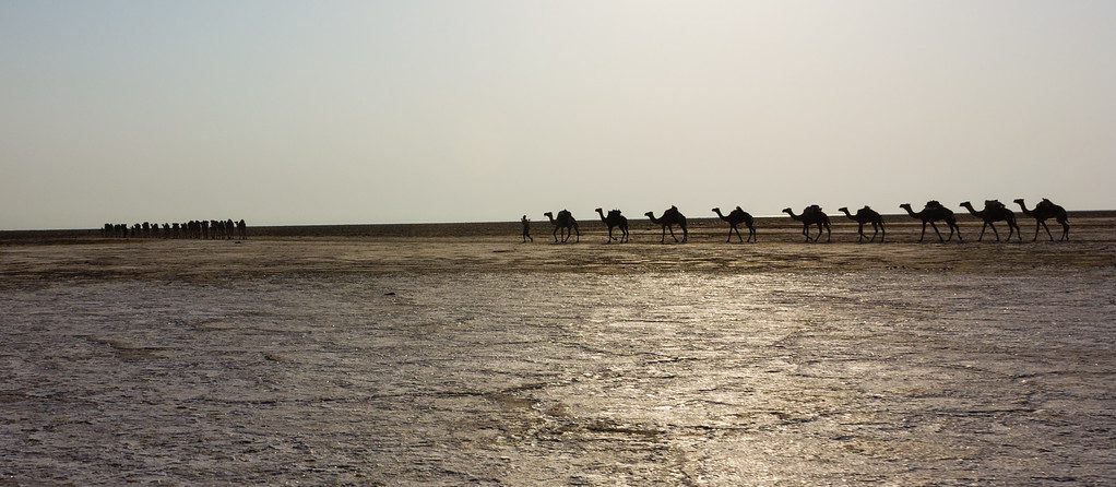 Camel caravan in the salt flats of Dallol