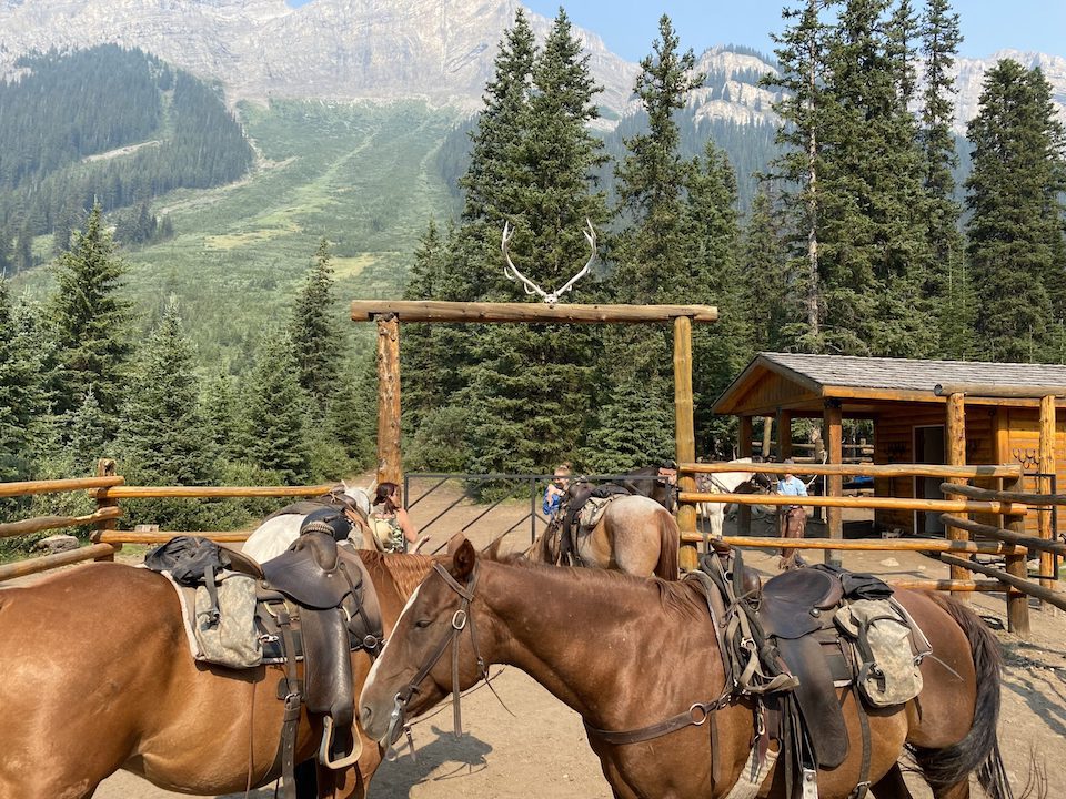 Horses in a stable in Banff, Alberta