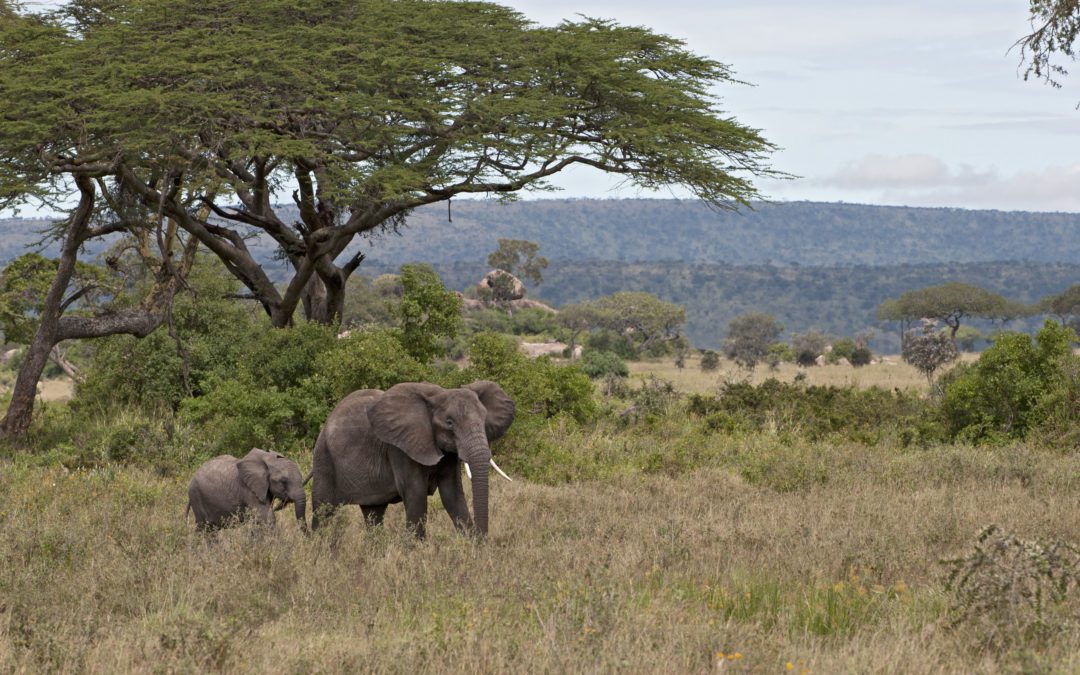 Travel to Tanzania With “Our House in Arusha,” a Memoir by Sara Tucker