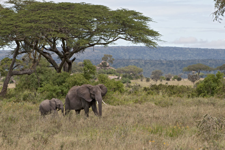 ELEPHANTS in park in africa
