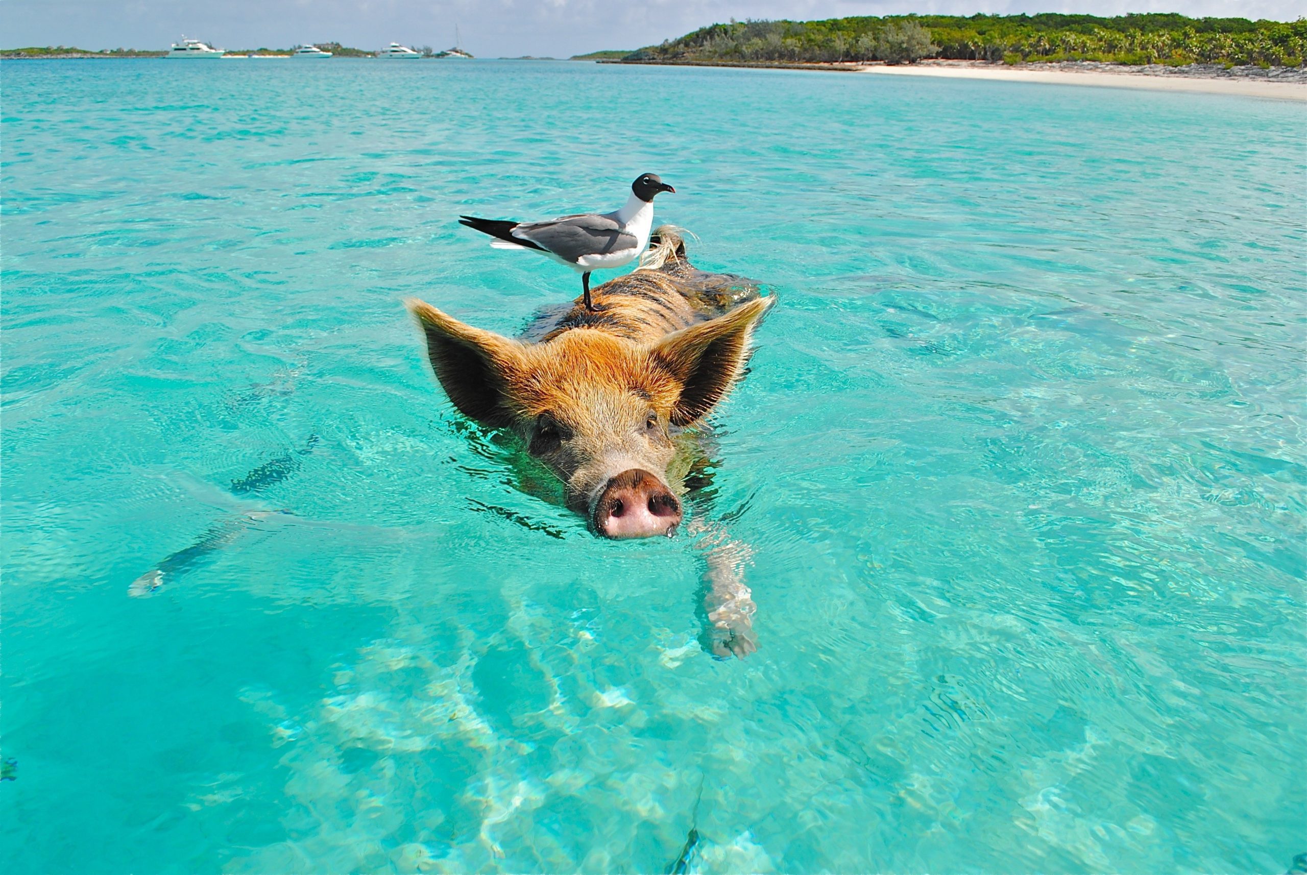 pig swimming in ocean