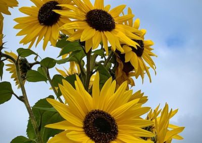 A bunch of yellow sunflowers against a cloudy blue sky