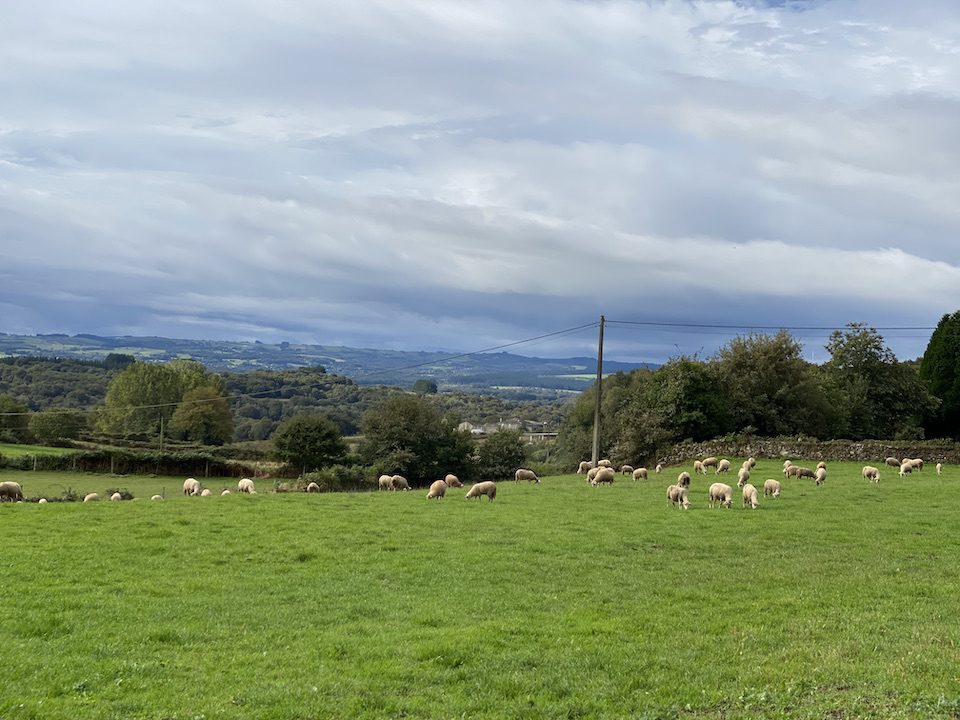 A herd of sheep in green pastures found along the Camino de Santiago