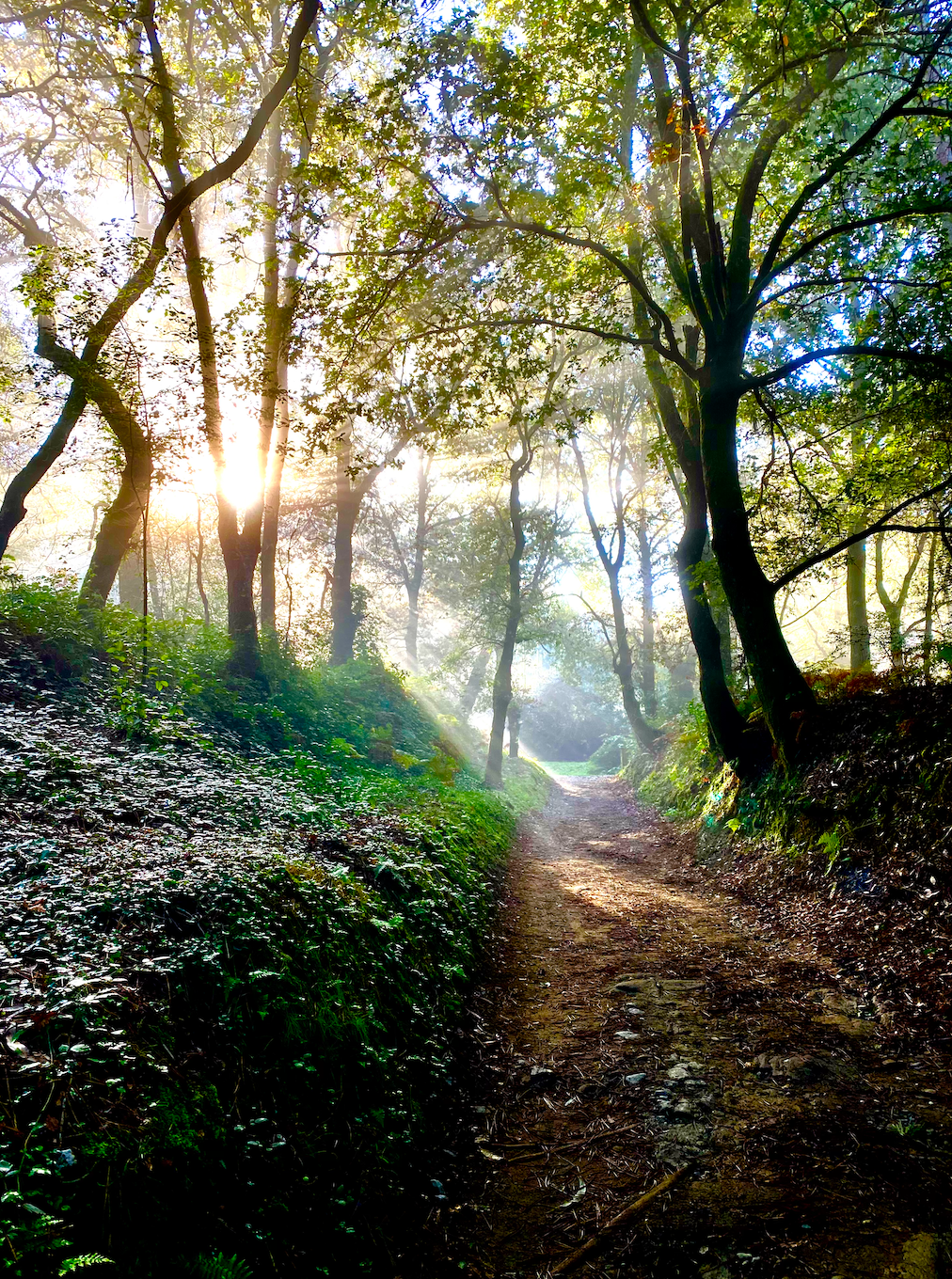 A mystical trail through the woods along the Camino de Santiago