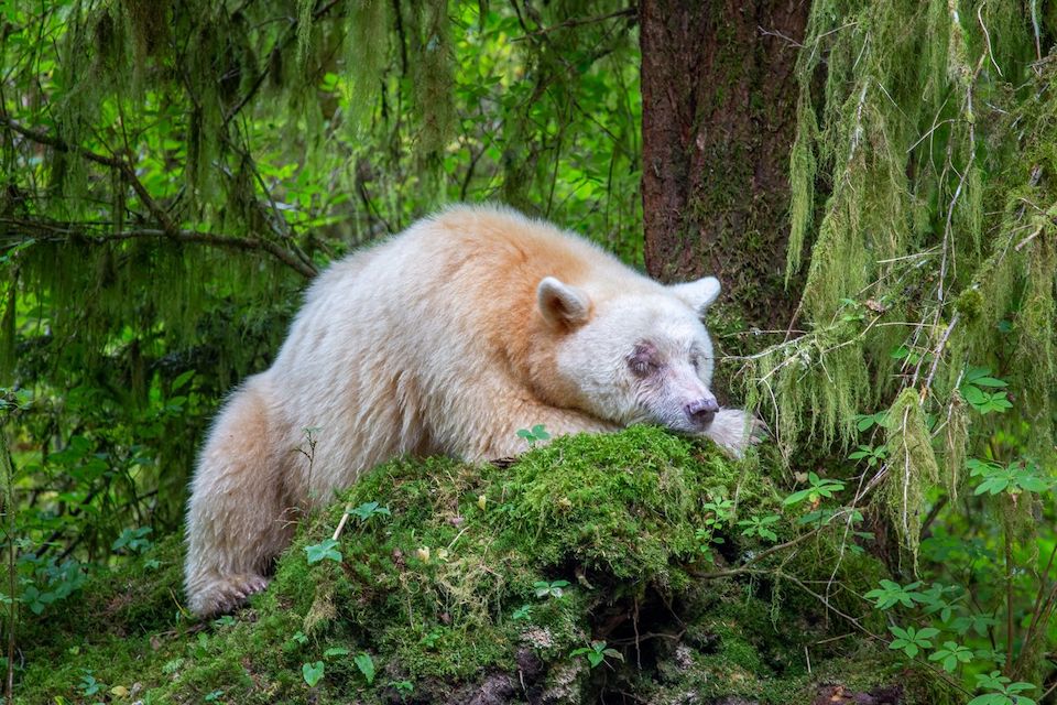 Spirit Bear in the Great Bear Rainforest, BC, which Horbachewski says stands out as her greatest travel photography experience ever _ Photo by Lee Horbachewski