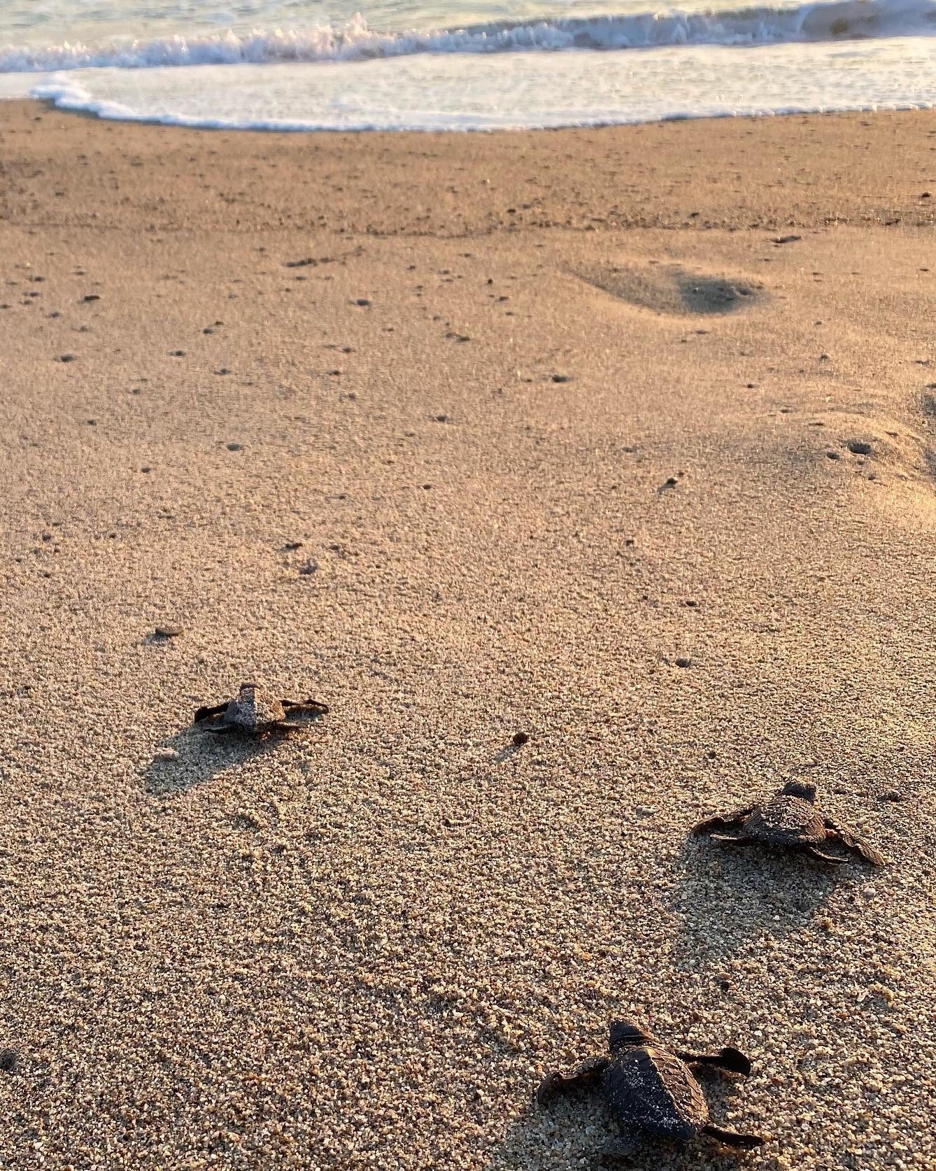 Baby sea turtles in Puerto Escondido making their way to the sea