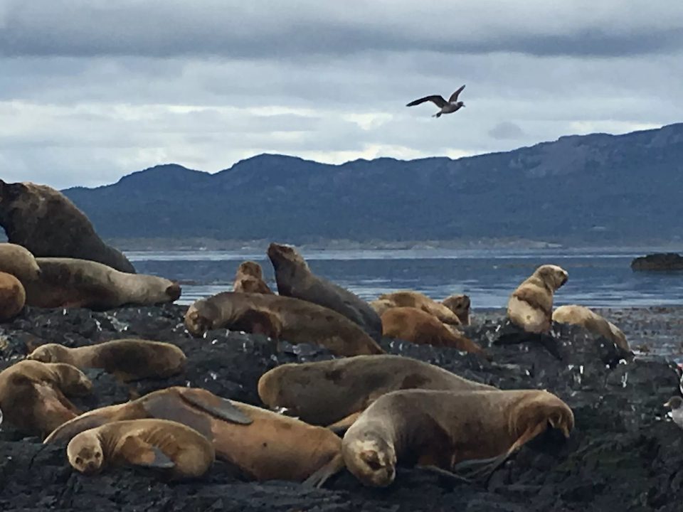Seals relaxing on the rocks in Argentina