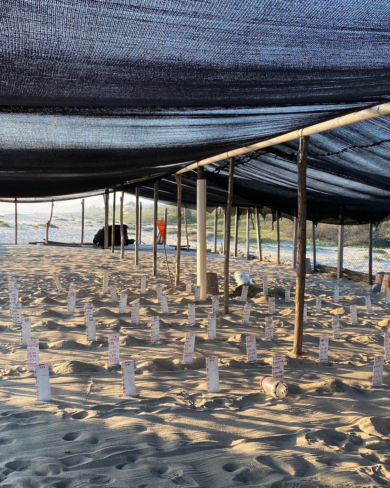 A sea turtle nursery in Puerto Escondido