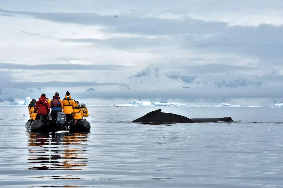 People watch as a whale appears in front of their boat in Antarctica