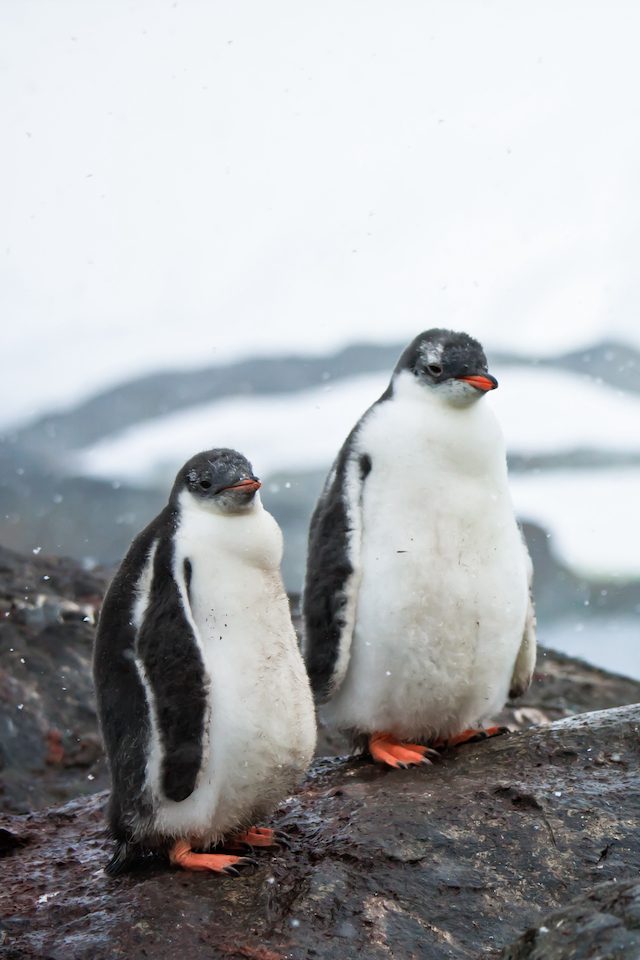 Two penguins resting on the stony coast of Antarctica
