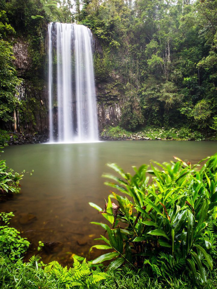 The famous Millaa Millaa waterfall in the Atherton Tablelands area of Queensland, Australia