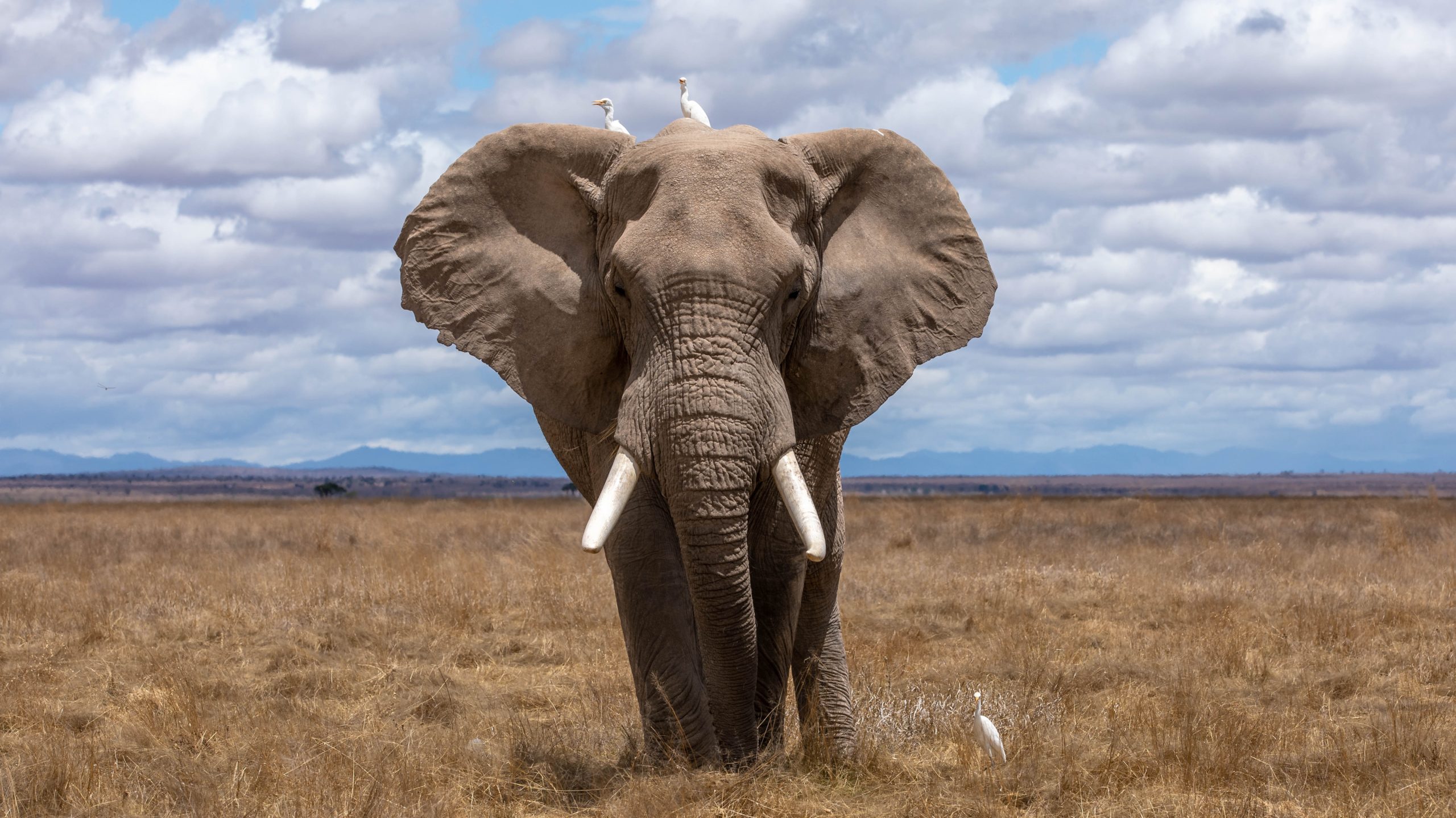 elephant in africa