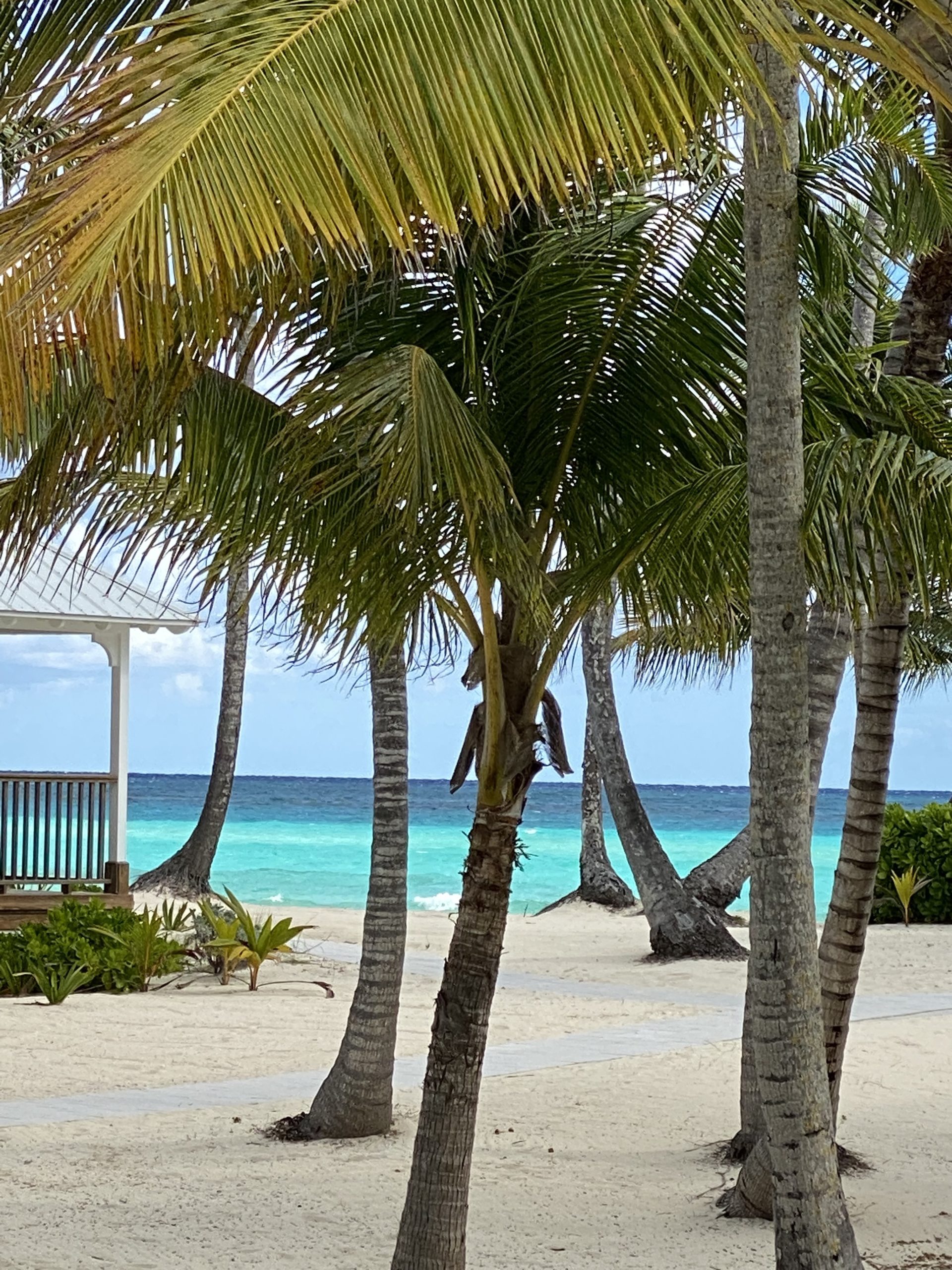 palm trees at bahamas resort