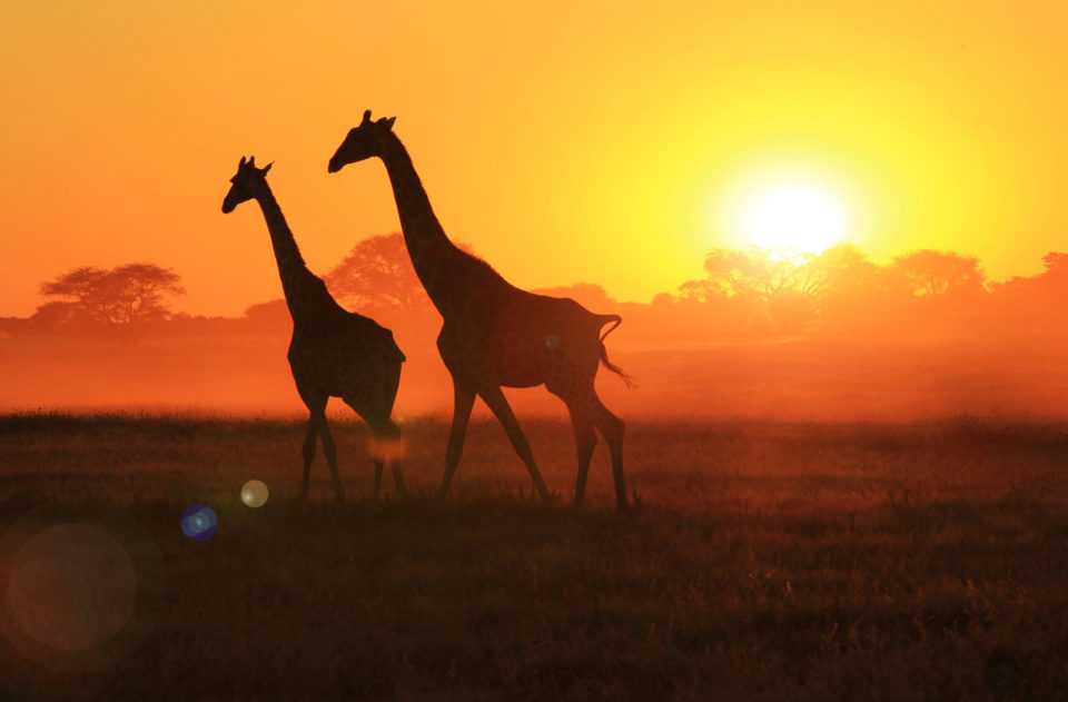 Two giraffes walk before the sunset in Africa