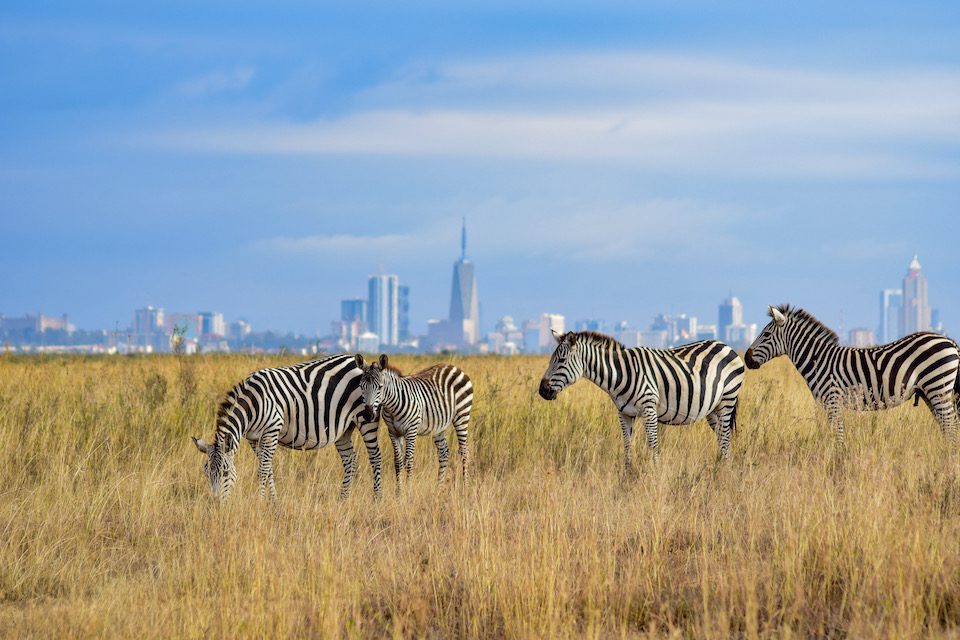 Zebras graze in Nairobi National Park, with the Nairobi skyline in the background.