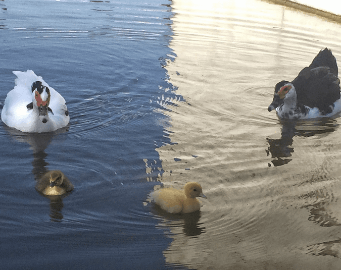 Ducks swim in a pond in Lisbon, Portugal