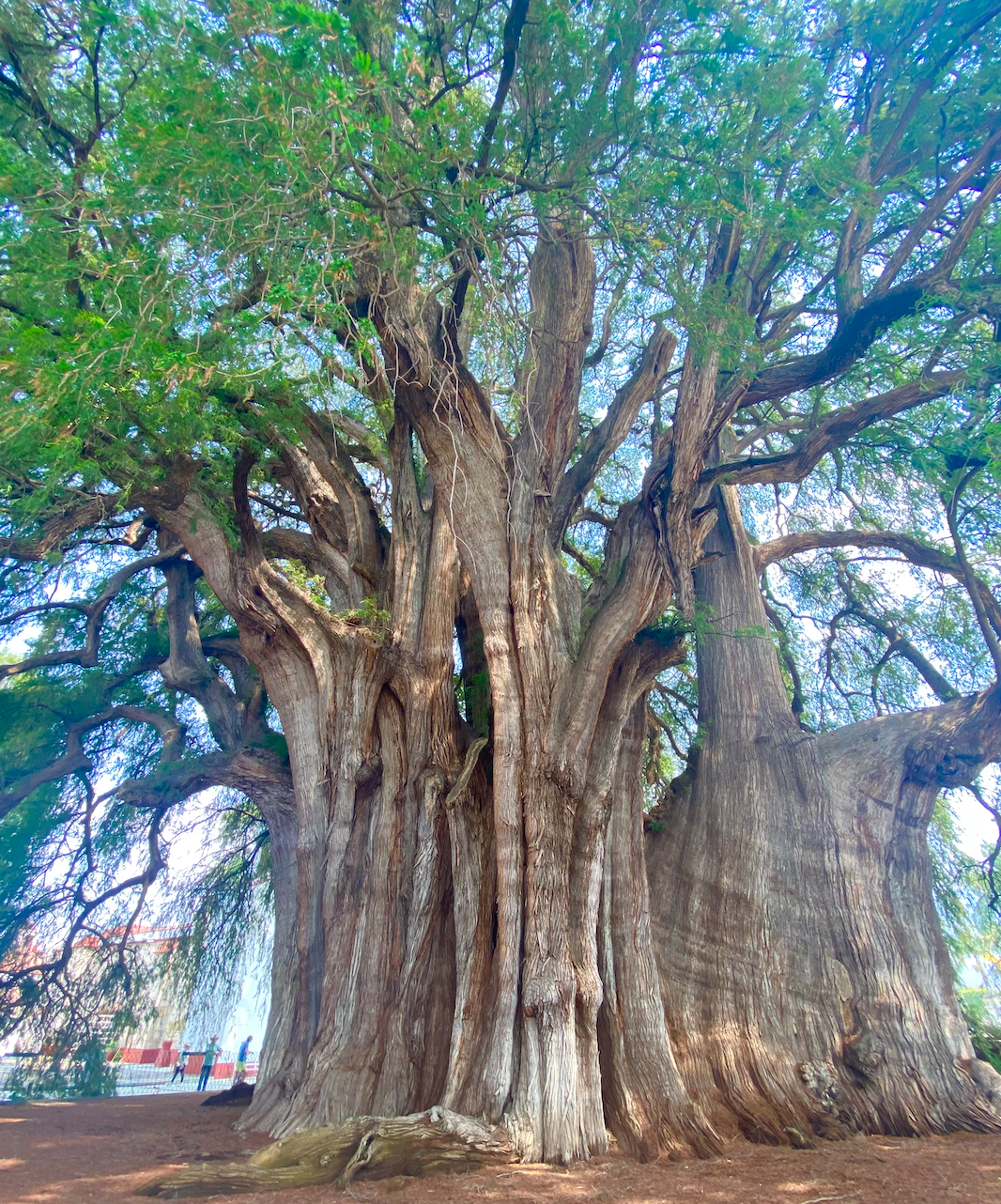 large cypress tree