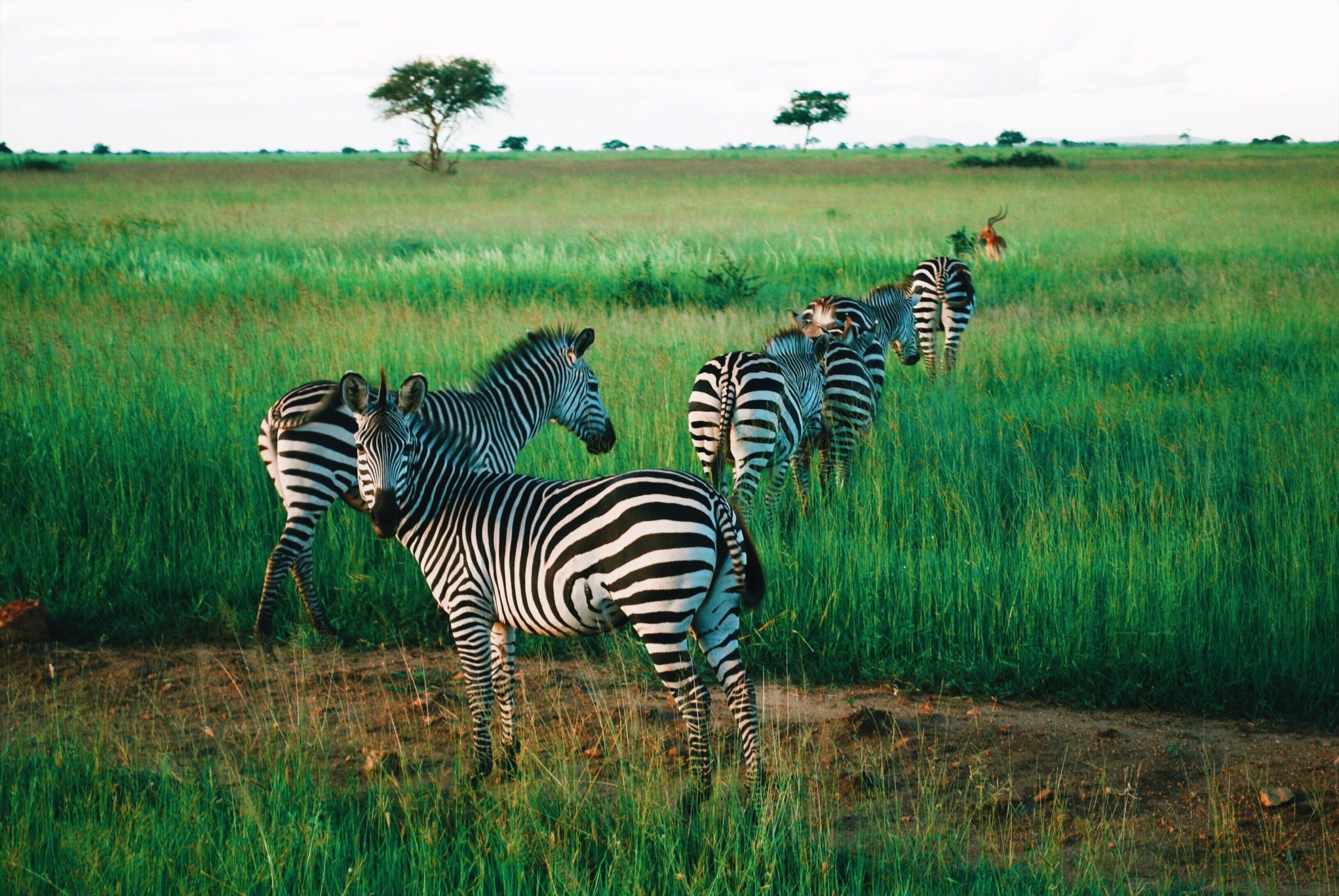 zebras standing in a field