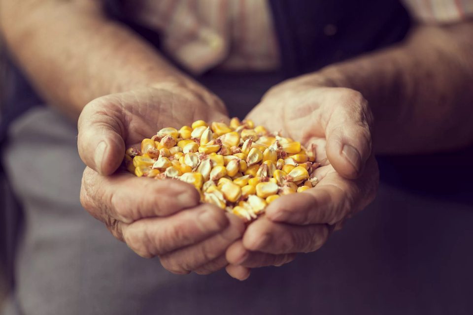 Elderly woman holding corn kernels in her hands. How can we think about regenerative travel?