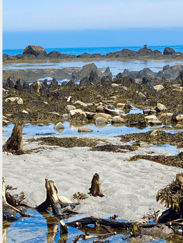 The "drowned forest" of Hawk Beach, Nova Scotia