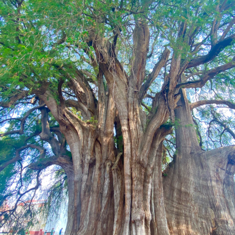 El Arbor del Tule, the widest tree in the world.