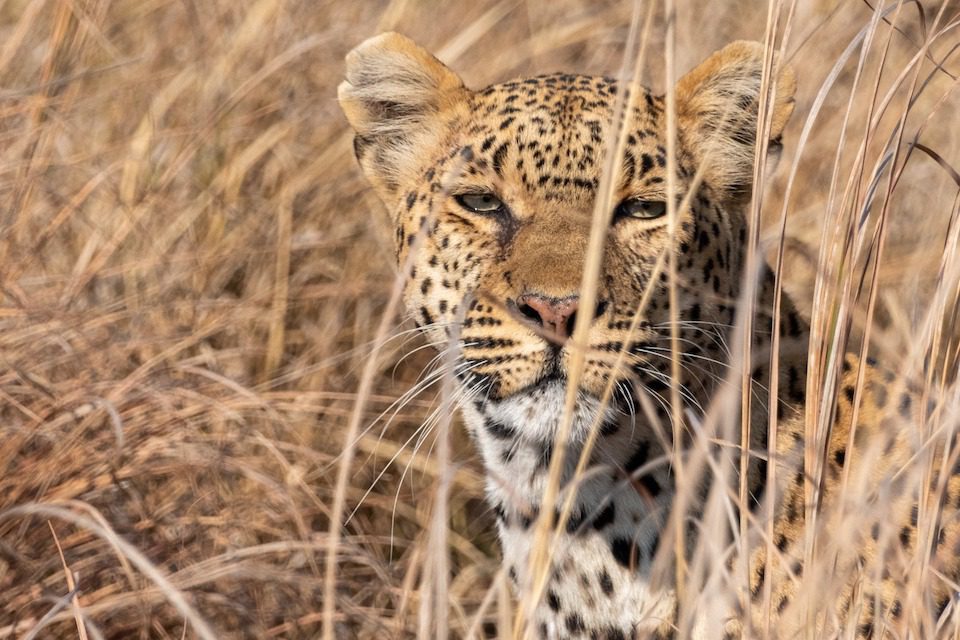 A cheetah peeks through the grass on a safari in Zimbabwe