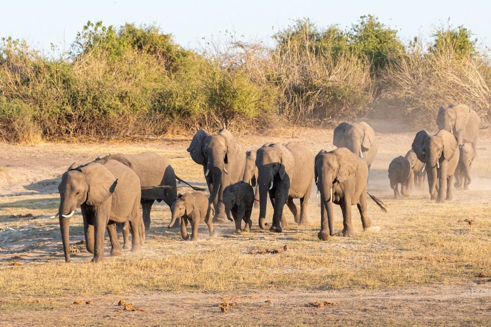 Diana Eden spotted a herd of elephants during one of her game drives on an African safari