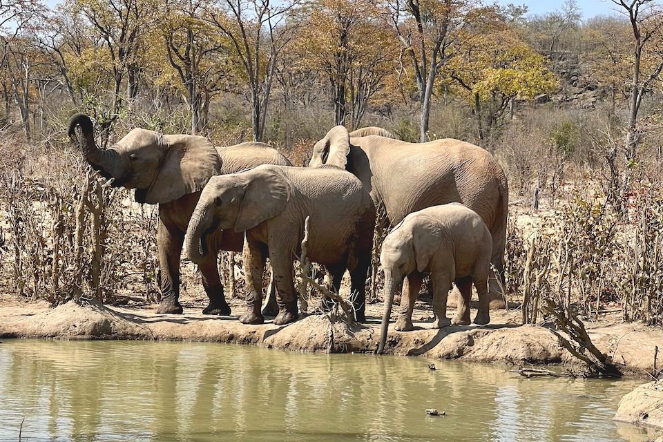 A group of elephants drink some water at a watering hole in Zimbabwe