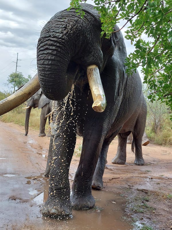 An elephant stomps around in some water