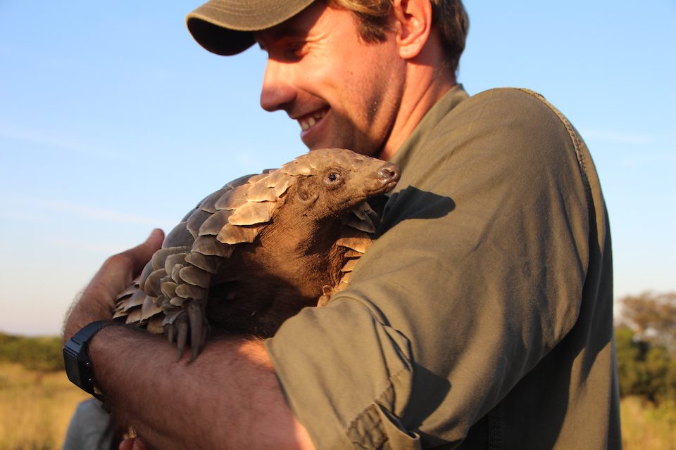 A man holds a pangolin, one of the most endangered animals in the world