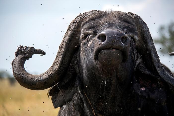 A Cape Buffalo, one of Africa's Big 5