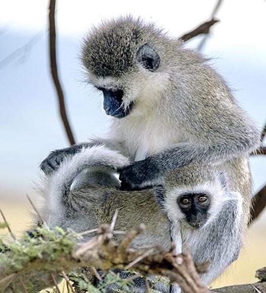 A Vervet monkey female, offspring across her lap, carefully grooming it and removing any bugs