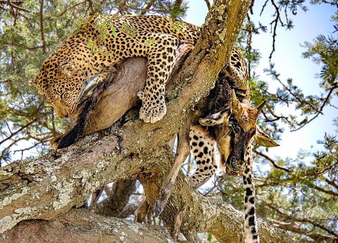 Leopard with wildebeest in tree