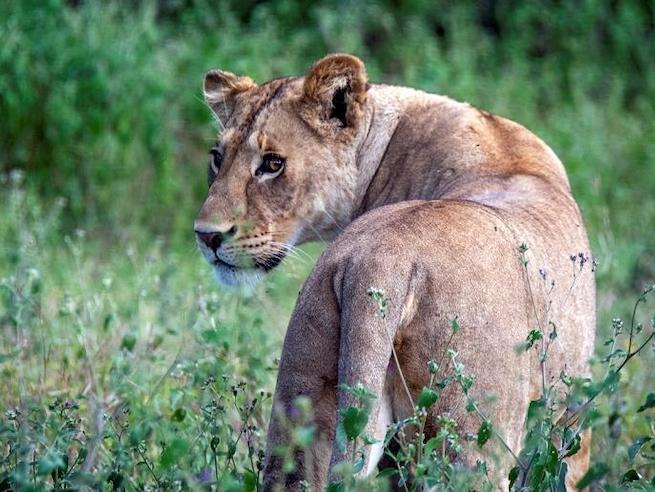 A lion looks behind herself on a Tanzanian safari