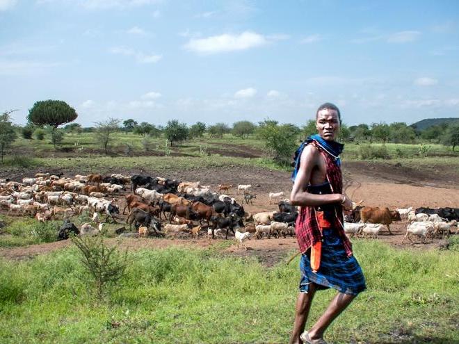 Maasai man and his cattle