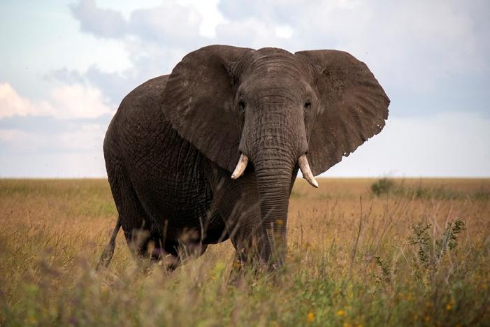 A magnificent elephant in Tanzania