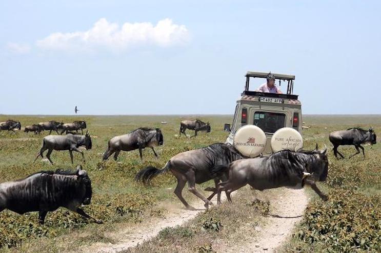 Red Sun jeep with wildebeest