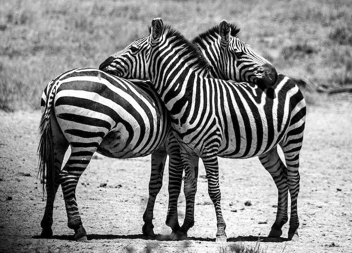 Two zebras on a safari in Tanzania