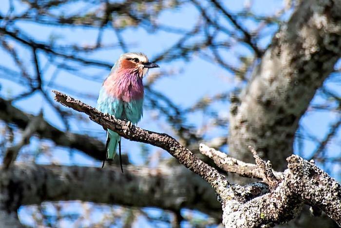 Lilac-breasted roller bird in a tree