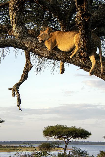 Lion at sunset in tree in Tanzanian safari