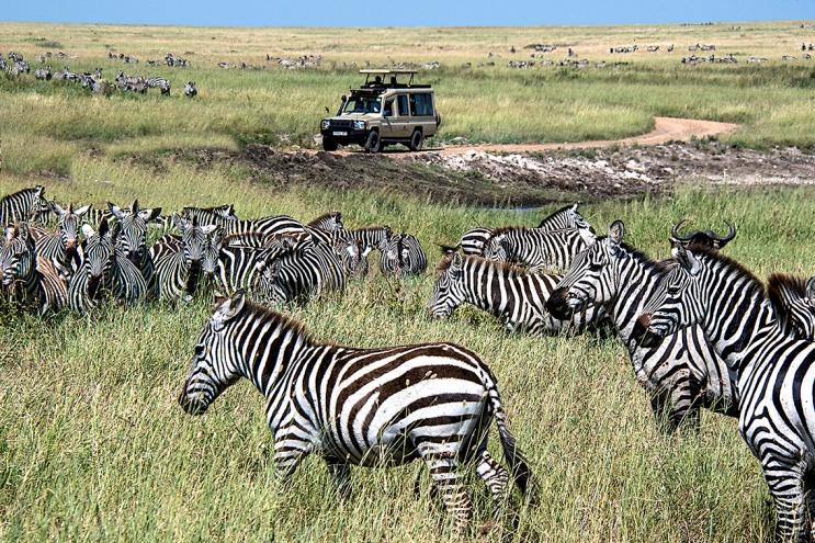 Mass migration zebra & vehicle