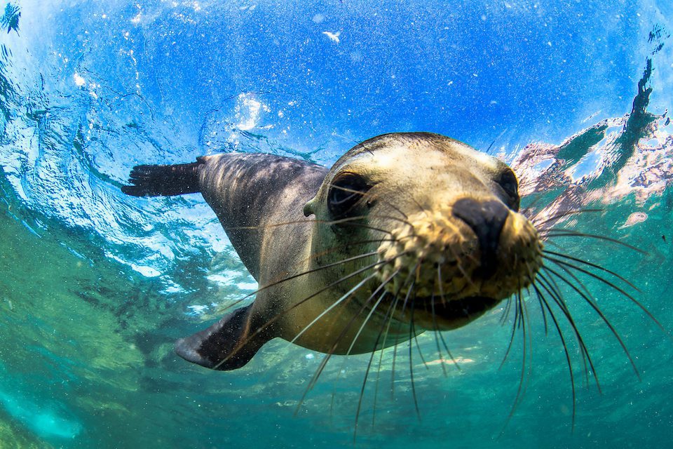 A fur seal in the Galapagos, one of the top places for solo travel in 2023 