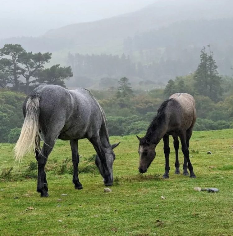 Two black horses graze in a field in Ireland