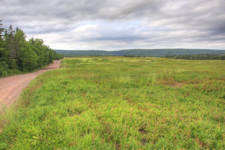 Had the writer turned right at the end of these blueberry fields, the story would have been quite different.