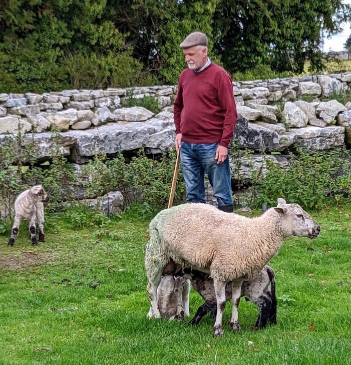 The tour included a visit to Rathbaun Farm, a working sheep farm. 