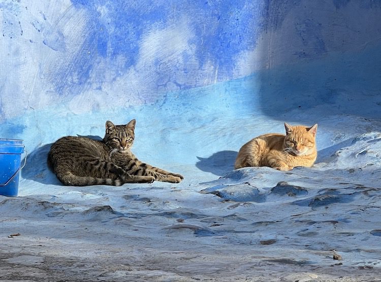 Two cats laying beside a blue wall in Chefchaouen Morocco