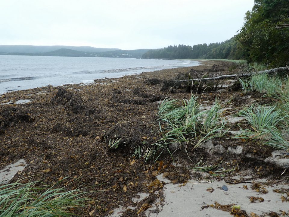 Seaweed covers the beach near the Damnable Trail