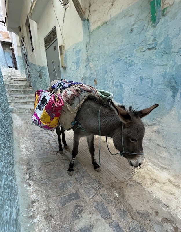 A donkey carrying baggage up a narrow street in Moulay Idriss Morocco