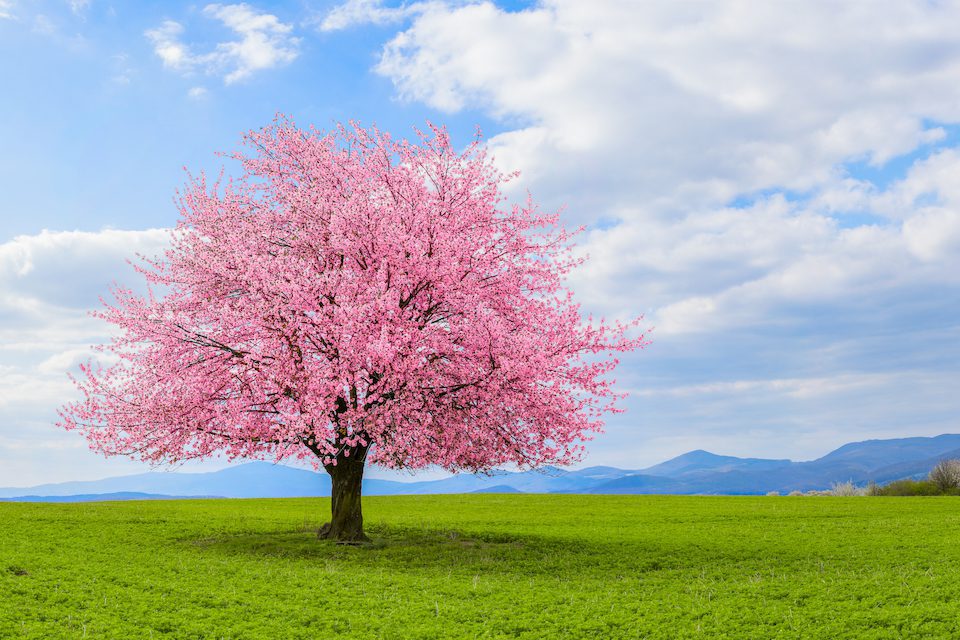 Spring time in nature with blooming tree. Blossoming cherry sakura tree on a green field with a blue sky and clouds.