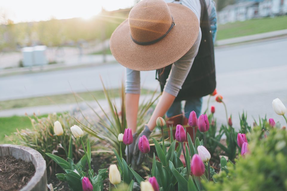 A woman gardening in the spring to keep busy during pandemic isolation.